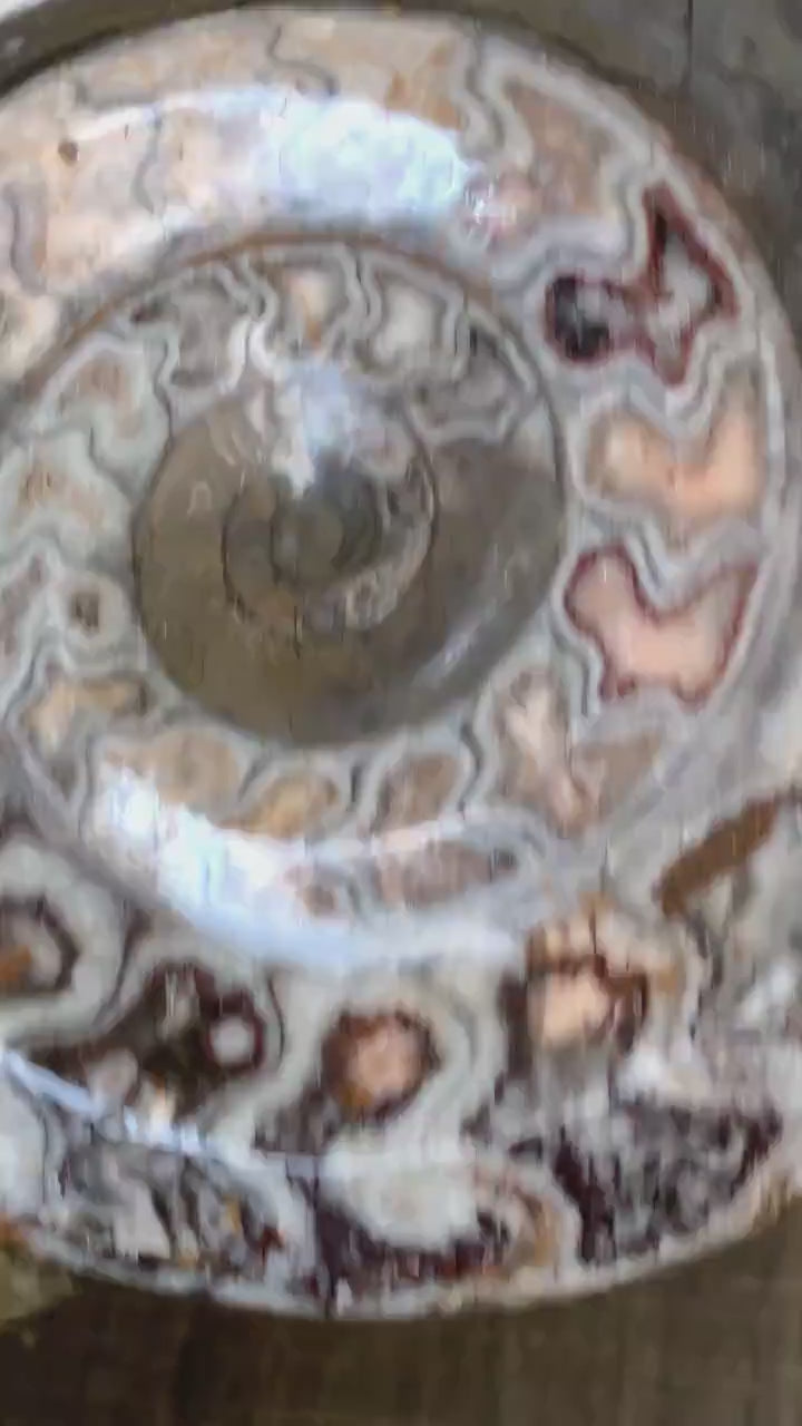 Goniatite Fossil Morocco | Ancient Devonian Ammonoid Specimen, G07