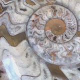 Fossil Ammonite Polished Display Specimen - Ancient Sea Fossil