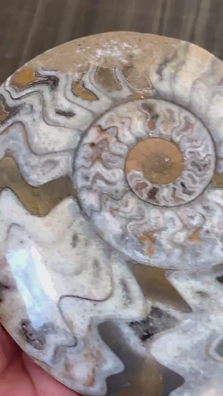 Fossil Ammonite Polished Display Specimen - Ancient Sea Fossil