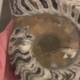 Goniatite Fossil from Morocco | Authentic Devonian Period Fossil for Collectors & Home Décor, G09