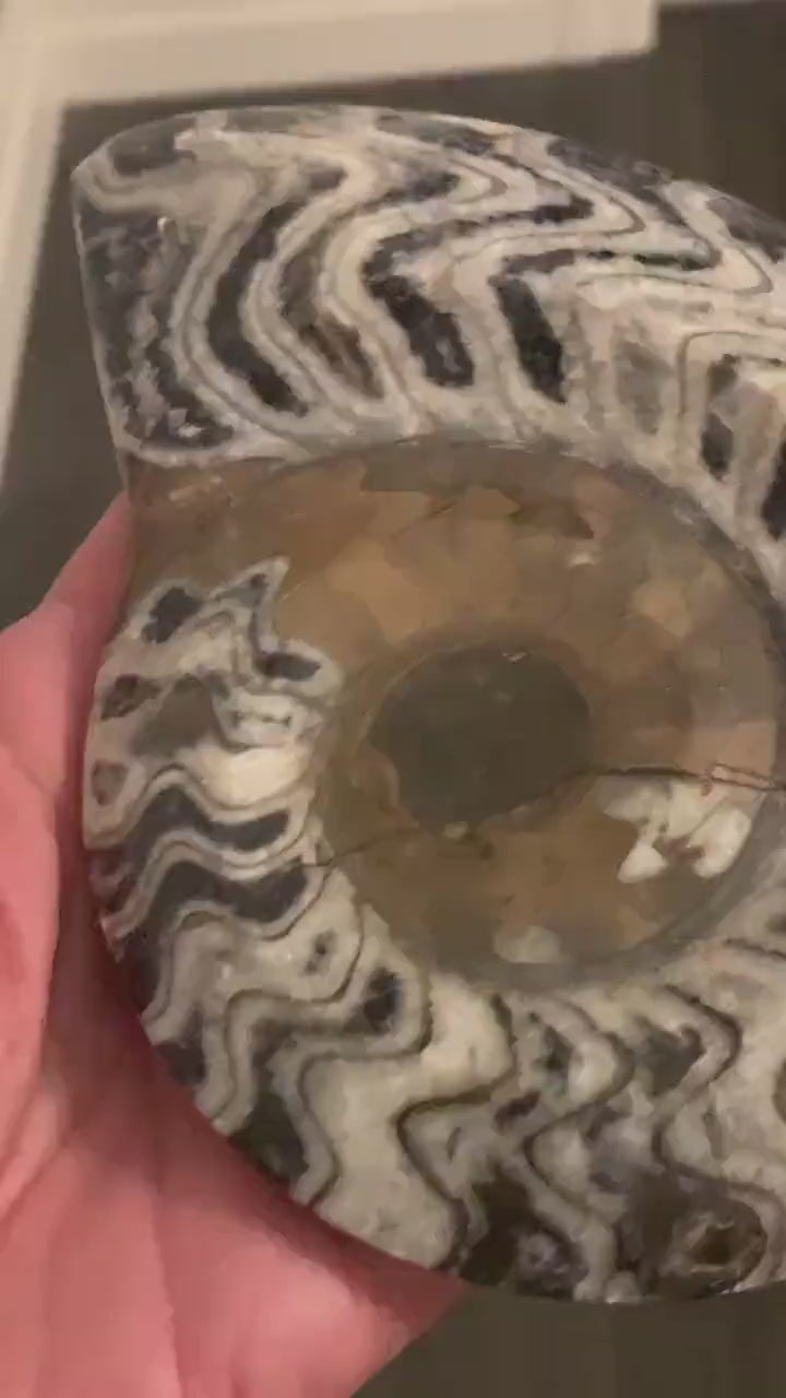 Goniatite Fossil from Morocco | Authentic Devonian Period Fossil for Collectors & Home Décor, G09