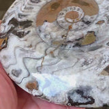 Goniatite Fossil Morocco | Ancient Ammonoid Specimen, G06