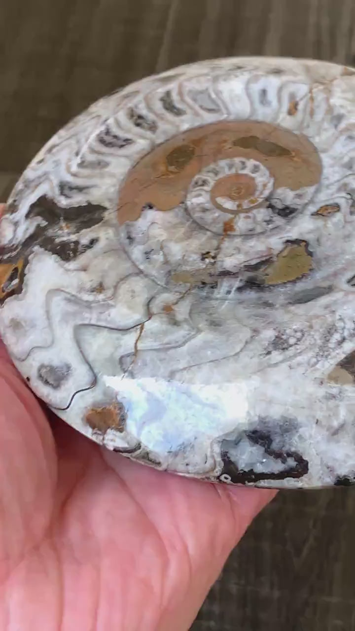 Goniatite Fossil Morocco | Ancient Ammonoid Specimen, G06
