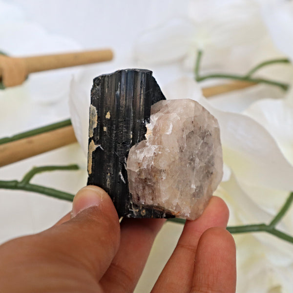 Morganite on Black Tourmaline Crystal Mineral Specimen